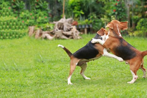 Learn how to train your dog to not play aggressively using toy substitute, distract & discourage, and react to behavior methods. Train A Puppy, 2 Dogs, Train Your Dog, Play Together, How To Train, A Puppy, Puppy Training, How To Train Your, Training Your Dog