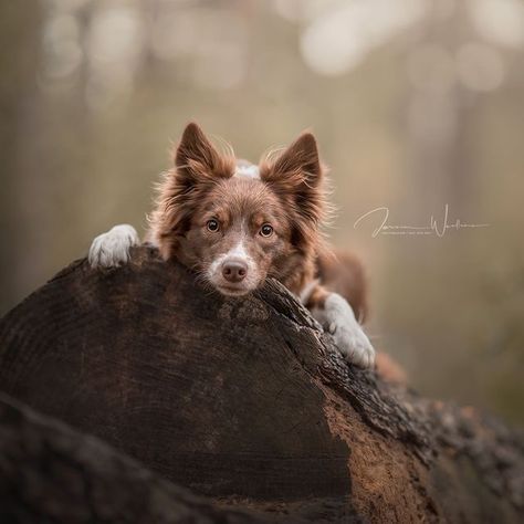 Dog Photoshoot Pet Photography, Dog Foto, Pet Portraits Photography, Outside Dogs, Google Meet, Dog Photoshoot, Australian Shepherd Dogs, Equine Photography, Dog Images