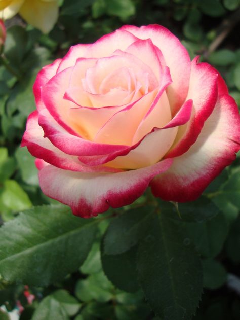 Photo of Rose (Rosa 'Cherry Parfait') uploaded by Paul2032 Cherry Parfait, Growing Garden, Rose Seeds, Coming Up Roses, Hybrid Tea Roses, Beautiful Rose Flowers, Tea Roses, Love Rose, Flower Beauty