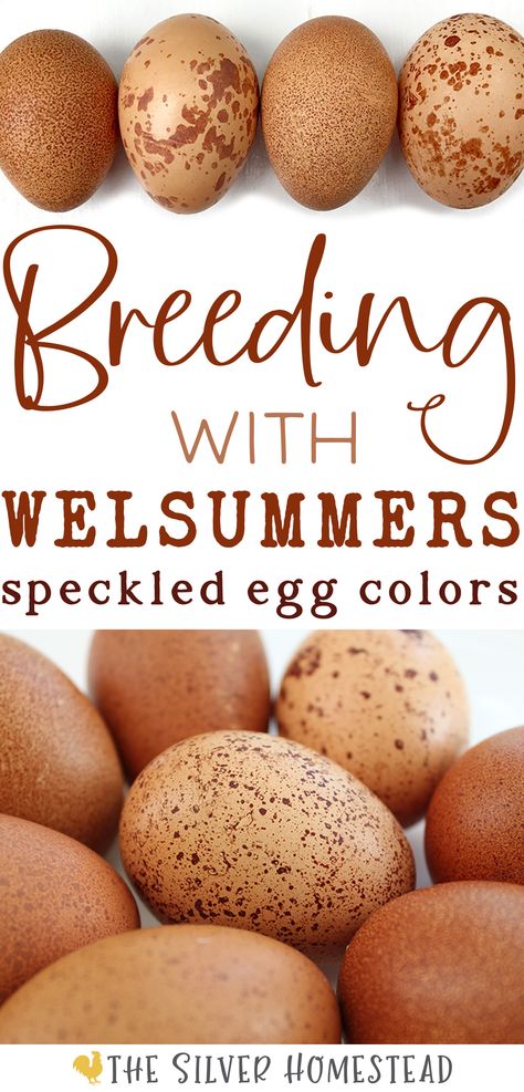 12 different purebred Welsummers chicken eggs with varying speckles on a white background with text that reads Welsummer egg colors Welsummer Chicken, Chicken Egg Colors, Chicken Breeding, Egg Colors, Eggs Image, Egg Pictures, Speckled Eggs, Crazy Chicken Lady, Hatching Eggs