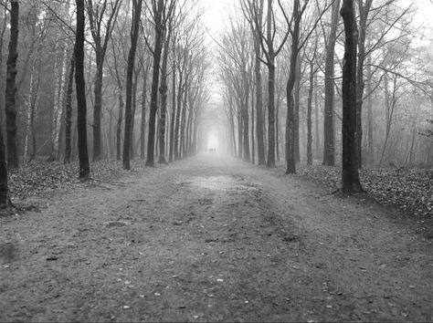 Folklore Aesthetic Landscape, White Woods Aesthetic, Folklore Forest Aesthetic, Taylor Swift Background Landscape, Folklore Aesthetic Black And White, Folklore Forest Taylor Swift, Black And White Forest Aesthetic, Folklore Era Aesthetic, Folklore Woods