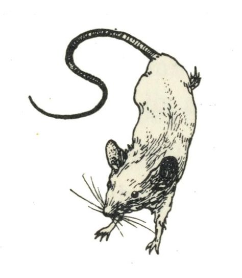 vignet muis Rattus Rattus, Rat Tattoo, Mouse Tattoos, 동화 삽화, Tattoo Portfolio, Tattoo Flash Art, Flash Art, Pretty Tattoos, Black Tattoos