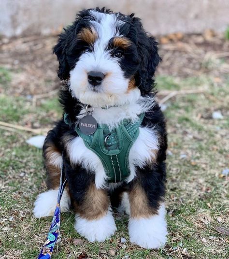 Mini Bernedoodle Full Grown, Bernedoodle Mini, Mountain Dog Breeds, Dream Puppy, Mini Bernedoodle, Bernedoodle Puppy, Cute Dogs Images, Cockapoo Puppies, Really Cute Puppies