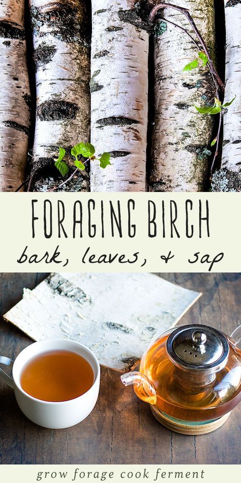 Birch Leaves, Wild Foraging, Wild Food Foraging, Foraging Recipes, Edible Wild Plants, Foraged Food, Herbal Recipes, Herbal Apothecary, Healing Plants