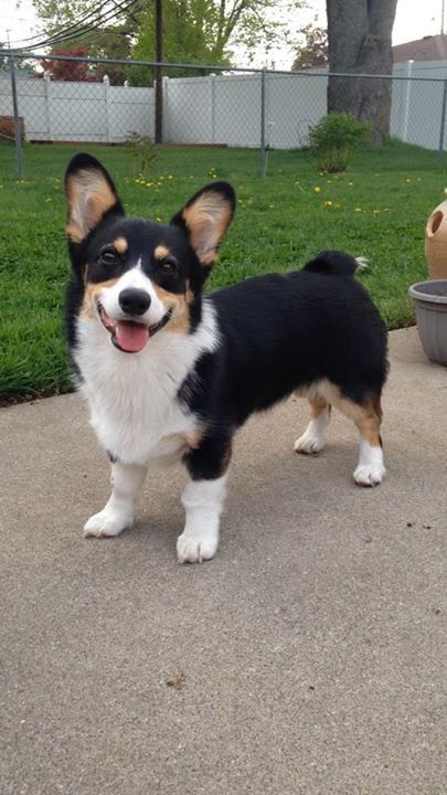 Tri Colored Corgi, Black Corgi Puppy, Tri Color Corgi Puppies, Pembroke Welsh Corgi Tricolor, Black Headed Tricolor Corgi, Corgi Colors, Tri Color Corgi, Corgi Tricolor, Tricolor Corgi