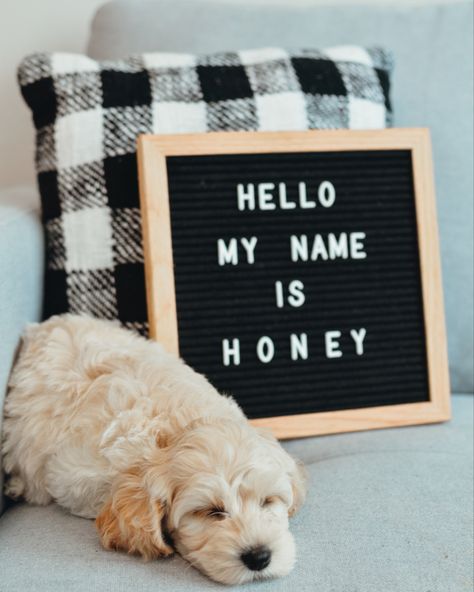 2nd Puppy Announcement, Welcome Home Dog Photoshoot, New Puppy Photoshoot With Owner, Dog Puppy Announcement, New Puppy Letter Board, Dog Announcement Puppies, Puppy Introduction Photos, Cute Puppy Announcement Ideas, Professional Puppy Pictures