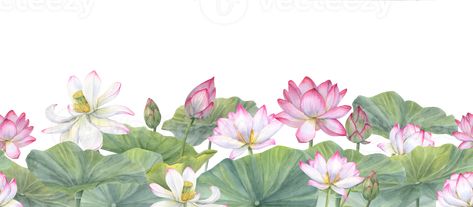 Lotus flower banner. White pink Water Lily, Indian Lotus. Vietnamese national flowers. Floral seamless pattern. Watercolor illustration for cosmetic design, ayurveda products, spa poster Ayurveda Illustration, Lotus Flower Illustration, Lotus Illustration, Spa Poster, Indian Lotus, Ayurveda Products, Pink Water Lily, Flower Banner, Banner White