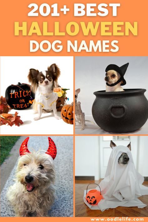 Over 200 actaully good Halloween and horro inspired dog names. Take a look (if you dare) Male Pet Names, Boy Puppy Names, Rottweiler Names, Dog Names Unique, Boy Dog Names, Girl Dog Names, Puppy Litter, Female Dog Names, Cute Names For Dogs