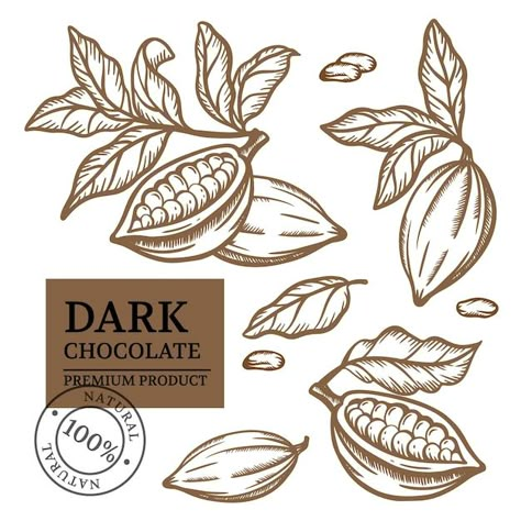 Cacao Drawing, Cacao Packaging, Cocoa Illustration, Brown Monochrome, Cocoa Plant, Colourful Illustration, Chocolate Logo, Art Vector Illustration, Chocolate Packaging Design