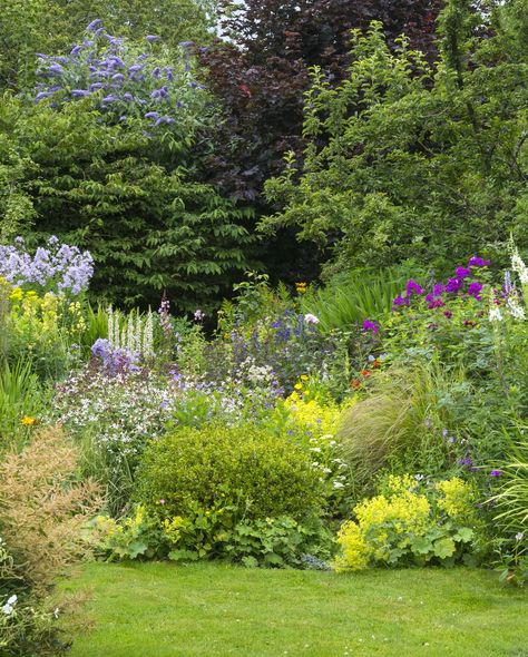 how to rewild your garden habitat Inside House Plants, Best Perennials For Shade, Emily Murphy, Maine Garden, Ground Orchids, Purple Flowering Plants, Shade Garden Design, English Garden Design, Shade Loving Perennials