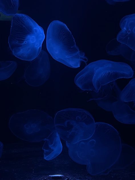 #aesthetic #jellyfish #ocean #oceanart Deep Ocean Blue Aesthetic, Deep Blue Ocean Aesthetic, Under Ocean Wallpaper, Deep Blue Sea Aesthetic, Dark Blue Beach Aesthetic, Dark Blue Ocean Aesthetic, Ocean Aesthetic Dark, Deep Ocean Aesthetic Dark, Deep Sea Aesthetic Dark