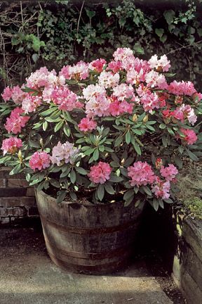 Rhododendrons can easily be grown in containers, as long as they are watered regularly. Dry Shade Plants, Diy Container Gardening, Garden Shrubs, Farmhouse Garden, Porch Garden, Garden Containers, Woodland Garden, Garden Borders, Container Flowers