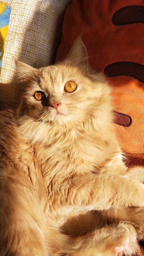 Persian Cat Fluffy Orange Cat Aesthetic, Golden Cat Aesthetic, Persian Cat Aesthetic, Cute Persian Cats, Golden Persian Cat, Ginger Persian Cat, Orange Persian Cat, Orange Things, Cat Meeting