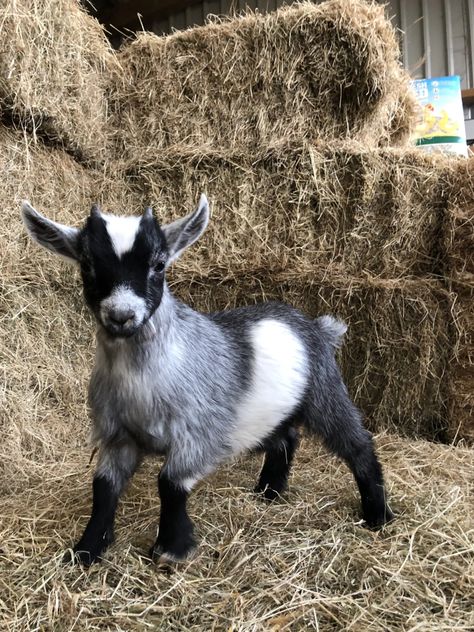 Goat Pet, Goat Pictures, Goat Playground, Cute Animal Character, Goat Picture, Pygmy Goats, Mini Goats, Pet Goat, Animal Aesthetic