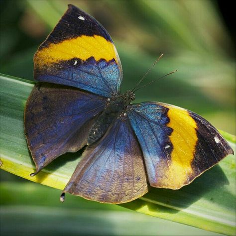 Kallima Inachus, Moth Caterpillar, Animal Anatomy, 3d Street Art, Beautiful Butterflies, Animals And Pets, Moth, Anatomy, Insects