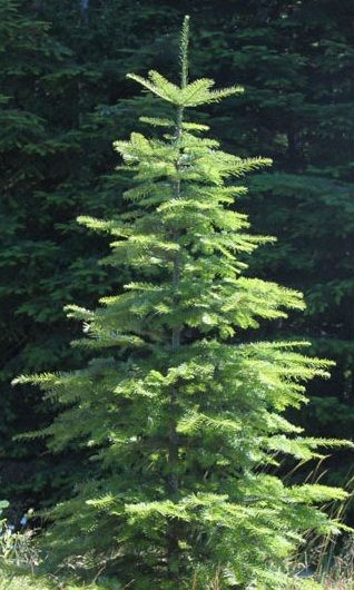 grand fir Grand Fir, Sunny Garden, Tree Study, Erosion Control, Big Tree, Fir Tree, Tree Hugger, Winter Dress, Douglas Fir