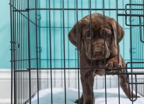 If your puppy whines in his crate, remember that it’s a completely normal behavior. Here are some tips for getting your puppy comfortable with using his crate to help reduce the whining. Puppy Whining, Training Cats, Dog Whining, Crate Train, Pet Transport, Crate Training Puppy, Dog Treat Toys, Stop Dog Barking, Puppy Snuggles