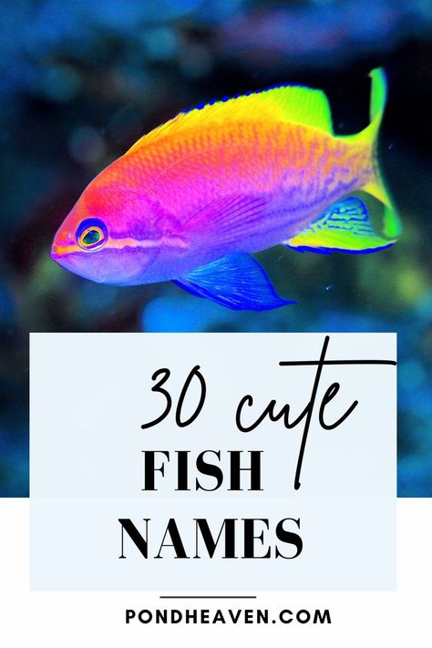 funny and cute fish names Fish Names, Koi Fish Colors, Butterfly Koi, Fish List, Koi Fish Drawing, Fish Home, Fishing For Beginners, Baby Fish, Cool Fish