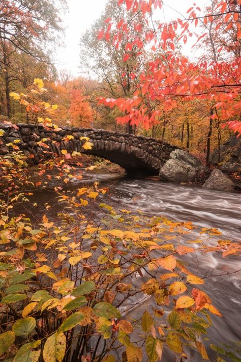 boulder bridge, rock creek park, washington dc, fall colors, autumn, ross drive bridge, potomac river Bridge Over Water, Washington Dc Travel, Potomac River, Rock Creek, Fall Pictures, New Adventures, Adventure Awaits, Bouldering, Washington Dc