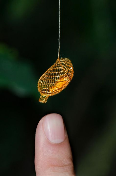 The Golden Cocoon of the Urodidae Moth Cocoon, Types Of Moths, Arthropods, Nail Fungus, Arachnids, Mesh Design, Mellow Yellow, Macro Photography, Amazing Nature