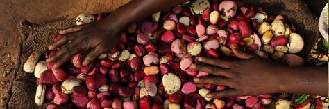 Kola Nut, African Literature, Help Digestion, Friendship Symbols, Food Projects, Herb Tea, Common Cold, Hair Brands, Tropical Forest