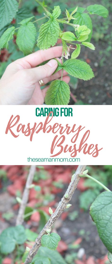 Caring for raspberry bushes Raspberry Bushes, Raspberry Bush, Growing Raspberries, Raspberry Plants, Aquaponics System, Growing Grapes, Growing Fruit, Vegetable Gardening, Left Alone