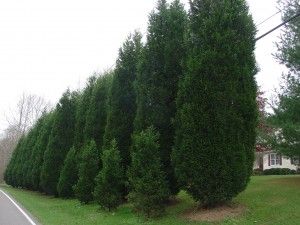 good way to save money on Leyland Cypress privacy hedge: plant larger trees in back for height and smaller trees in between for thickness Trees For Privacy, Leyland Cypress Trees, Cypress Plant, Emerald Green Arborvitae, Leyland Cypress, Fast Growing Evergreens, Thuja Occidentalis, Privacy Trees, Living Fence