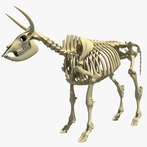 COW SKELETON #cow #3dcow Animal Cruelty Art, Cow Skeleton, Sambar Deer, Musk Ox, Animal Skeletons, Drawing Examples, Anatomy For Artists, Construction Drawings, Animal Skulls