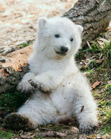 Photo Ours, Baby Polar Bear, Urs Polar, Baby Polar Bears, White Polar Bear, Cute Polar Bear, Baby Animals Pictures, Bear Pictures, Baby Animals Funny