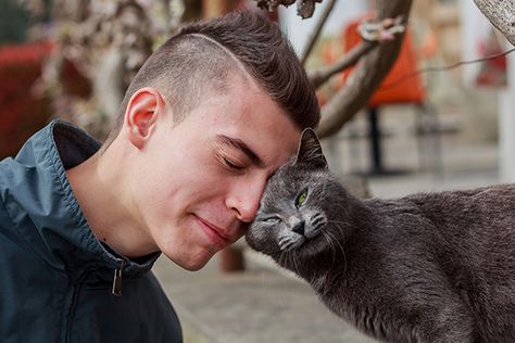 A gray cat headbutting a guy. Cat Having Kittens, Cat Presents, Cat Spray, Modern Cat, Cat Behavior, Animal Behavior, Animal Hospital, Cat Owners, All About Cats