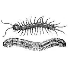 Millipede Drawing, Art Ideas, Tatting, Bugs, Collage, Drawings, Hair, Art, Bugs And Insects