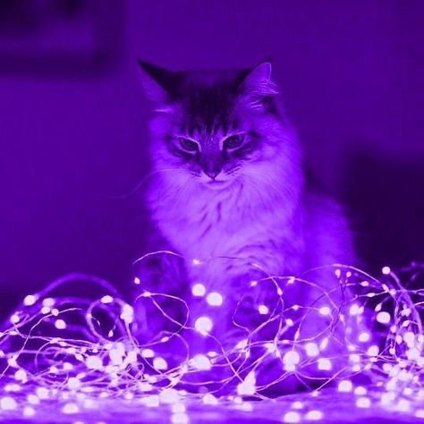 Stargazer Aesthetic, Purple + Core + Aesthetic, Purple Aesthetics, Purple Aesthetic Background, Dark Purple Wallpaper, Violet Aesthetic, Purple Animals, Purple Vibe, Lavender Aesthetic