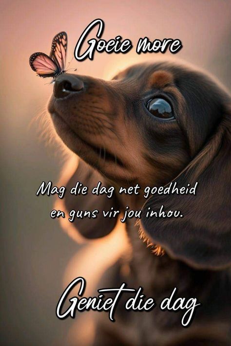 More Boodskappies Afrikaans, Geniet Jou Dag Afrikaans, Oulike Goeie More Boodskappies, Mooi Dag Vir Jou Afrikaans, Goeie More Boodskappe, Wallpaper Puppy, Goeie More Afrikaans, Good Night Love Pictures, Good Morning Animals