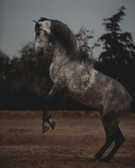 Smokey Black Horse, Grey Horse Aesthetic, Firbolg Druid, Dapple Grey Horses, Grey Horses, Future Man, Winged Horse, Horse Aesthetic, Wallpaper Collage