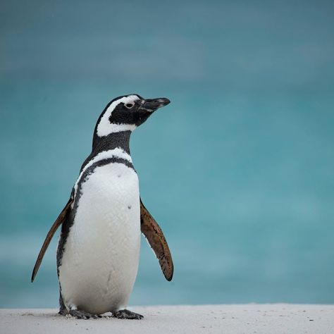 Magellanic Penguins, Magellanic Penguin, Ferdinand Magellan, Cute Penguins, Fun Fact, Sharks, Painting Inspiration, South America, Animals And Pets