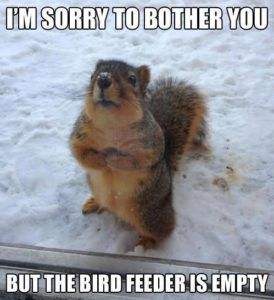 Humor Animal, Animal Captions, Happy Happy Happy, A Squirrel, 웃긴 사진, Funny Animal Memes, E Card, Animal Quotes, Funny Animal Pictures