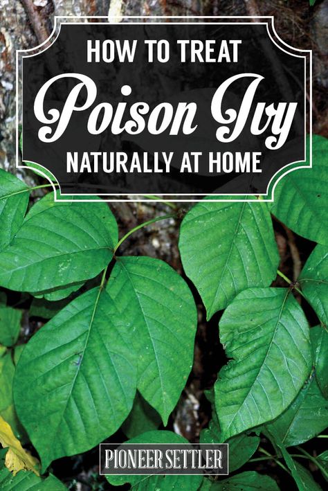 how to treat poison ivy naturally Identify Poison Ivy, Poison Ivy Leaves, Poison Ivy Plants, Poison Ivy Rash, Poison Oak, Pecan Tree, Homesteading Diy, Self Reliance, Healing Herbs