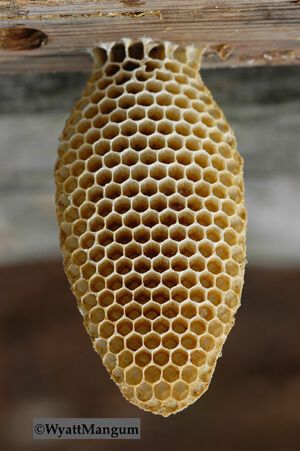 Beehive Aesthetic, Beehive Architecture, Bee Architecture, Bee Architecture Concept, Bees Hive, Observation Bee Hive, Bee Nest, Bee Journal, Top Bar Hive Beekeeping