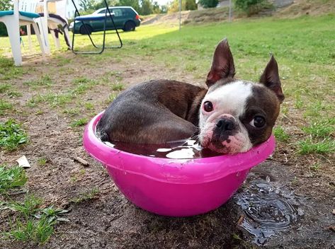 21 Problems Only Boston Terrier Owners Will Understand - The Paws Mini Boston Terrier, Teacup Boston Terrier, Miniature Boston Terrier, Puppy Stages, Boston Terrier Funny, Dog Hotel, Havanese Dogs, Boston Terrier Love, Terrier Breeds