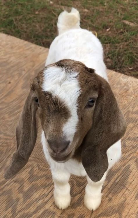 Apartment Bedroom Office, College Apartment Bedroom, Baby Photo Collages, Collage Kit Aesthetic, Mini Goats, Show Goats, Raising Chicks, Goat Care, Boer Goats