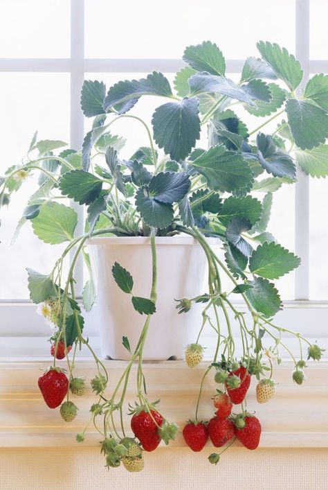 Herb Garden Window, Small Indoor Garden, Window Garden Ideas, Companion Garden, Windowsill Herb Garden, Window Herb Garden, Growing Vegetables Indoors, Windowsill Plants, Growing Herbs Indoors