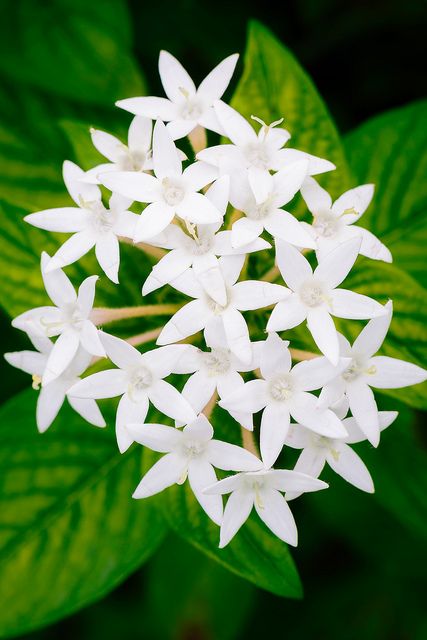 Egyptian starcluster. Pentas lanceolata, commonly known as Egyptian Starcluster, is a species of flowering plant in the madder family, Rubiaceae that is native to much of Africa as well as Yemen. It is known for its wide use as a garden plant where it often accompanies butterfly gardens. Egyptian star cluster or star flower grows 3-6’ tall in its native habitat. It is a many-branched plant that features 4” wide rounded clusters of star-shaped flowers in red, pink, magenta, lilac or white. Moon Garden, White Gardens, Star Flower, Exotic Flowers, Flower Beauty, Love Flowers, My Flower, Pretty Flowers, Garden Inspiration