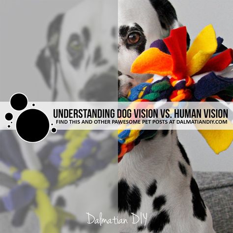 Dog Vision vs. Human Vision - Dalmatian DIY Pavlov Dog Experiment, Dalmatian Training, Dog Vision, Dalmatian Crystal Meaning, Dalmatian Jasper Crystal Meaning, Dog Walking Outfit, Rgb Color Wheel, Green Backdrops, Dog Hacks