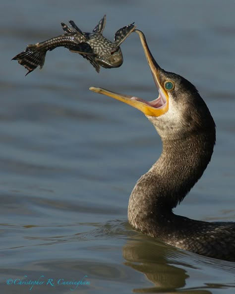 Eating Fish, Animal Poses, Animal Action, Catching Fish, Animal Reference, Types Of Animals, Funny Birds, All Birds, Perfect Timing