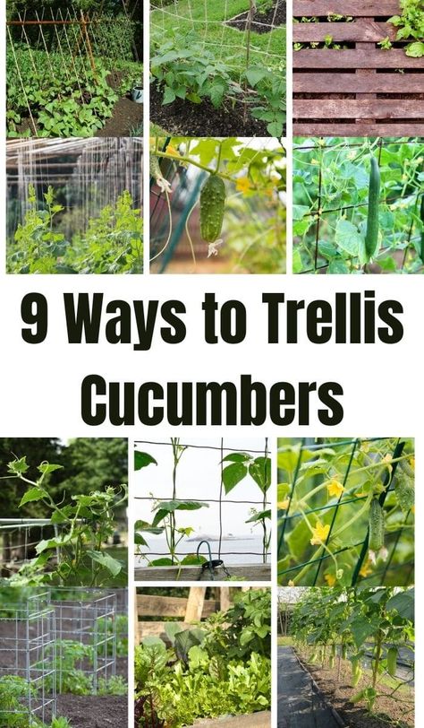 Don't miss these common ways to trellis cucumbers in your garden for a better harvest this summer! Easy ways to use trellis in a garden! This list is full of tips for raising cucumbers and great garden hacks for new gardeners. Trellis Cucumbers, Cucumber Garden Trellis, Trellis Ideas Garden, Modern Garden Trellis, Outdoor Trellis Ideas, Pumpkin Trellis, Cucumber Trellis Diy, Vegetable Trellis, Garden Trellis Ideas