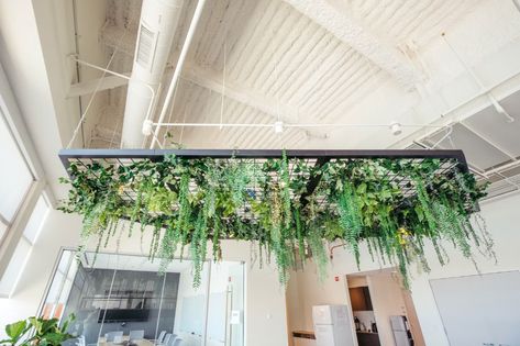 Hanging Plants Office, Flexible Space Design, Plant Ceiling, Plant Chandelier, Indoor Trellis, Plant Trellis, Custom Planters, Wood Cladding, Trellis Plants