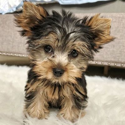 Yorkshire Terrier Grooming, Yorkie Poo Puppies, Cutest Small Dog Breeds, Teacup Yorkie Puppy, Yorkie Puppy For Sale, Cute Small Dogs, Teacup Puppies For Sale, Yorkie Terrier, Teacup Yorkie