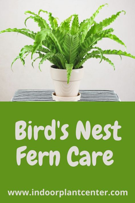 Fern Care Indoor, Fern Care, Bird's Nest Fern, Ferns Care, Types Of Ferns, Easy Indoor Plants, Plant Inspiration, Ferns Garden, Indoor Plant Care