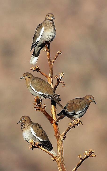 White Winged Dove, Dove Hunting, White Wing, Dove Pigeon, Clay Pigeons, Bird Girl, Modern Birds, Kinds Of Birds, White Wings