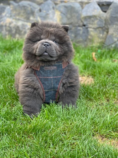 Chow Chow Colors, Chow Chow Blue, Dog Drawings Cute, Blue Chow Chow, Dog Room Ideas, Tibetan Mastiff Dog, Chow Puppy, Big Dogs Breeds, Biggest Dog In The World